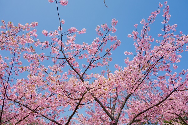 1903　花の島「淡路島」で見る早咲き「河津桜」と広田梅林ふれあい公園で梅の花観賞